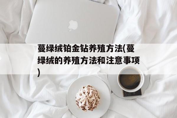 蔓绿绒铂金钻养殖方法(蔓绿绒的养殖方法和注意事项)