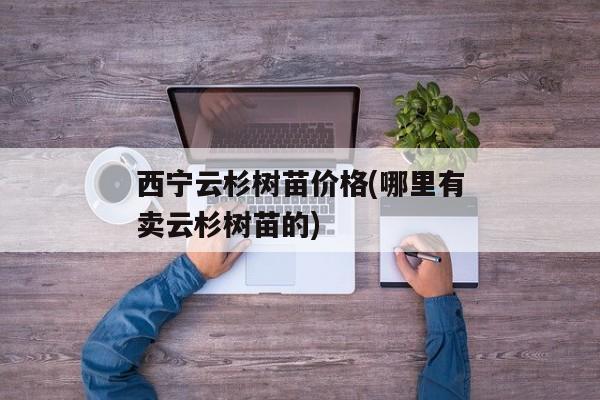 西宁云杉树苗价格(哪里有卖云杉树苗的)