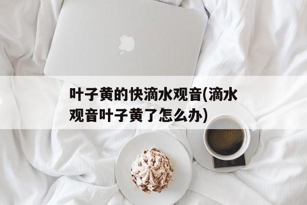 叶子黄的快滴水观音(滴水观音叶子黄了怎么办)