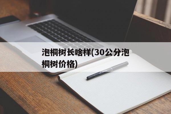 泡桐树长啥样(30公分泡桐树价格)